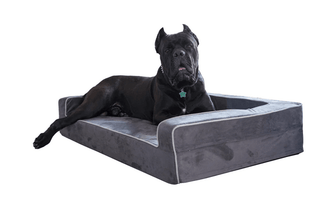 How to Clean a Large Dog Bed?