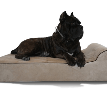 Benefits of Orthopedic Dog Beds