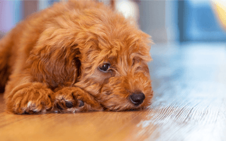 Dogs Peeing in Dog Beds: Why They Do It and How to Help Stop