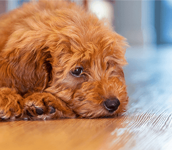 Dogs Peeing in Dog Beds: Why They Do It and How to Help Stop