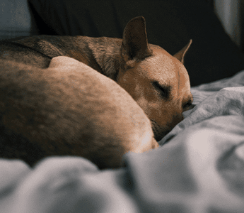 Why Do Dogs Scratch Their Beds?