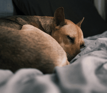 Why Does My Dog Scratch at His Bed: Surprising Reasons Explained