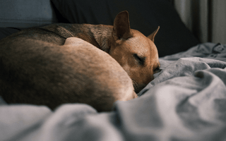 Why Do Dogs Scratch Their Bed?