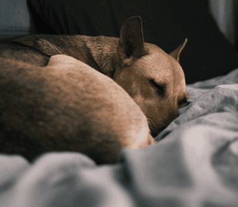 Why Do Dogs Scratch Their Beds?