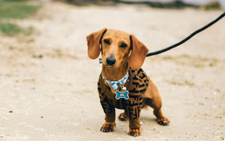 8 Tips for Training Your Puppy To Wear a Collar