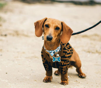 8 Tips for Training Your Puppy To Wear a Collar