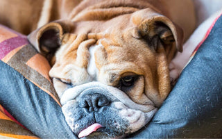 Can Dogs Have Sleep Apnea? What You Should Know