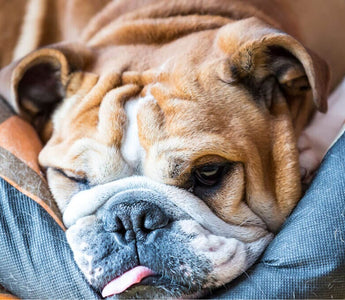 Can Dogs Have Sleep Apnea? What You Should Know