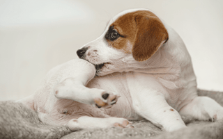 How To Handle Fleas on Your Dog: 6 Tips