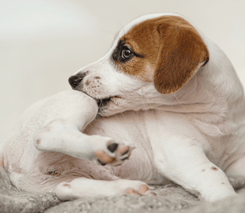 How To Handle Fleas on Your Dog: 6 Tips