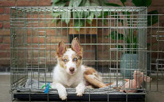 How Long Does It Take To Potty Train a Puppy?