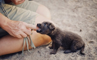 How To Stop a Puppy from Biting: 9 Tips That Actually Work