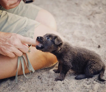 How To Stop a Puppy from Biting: 9 Tips That Actually Work