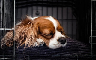 Should You Cover Your Dog's Crate? 11 Reasons to Try It