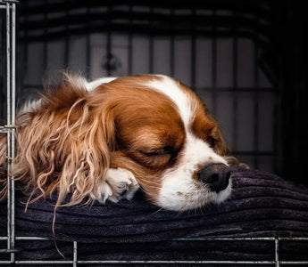 Should You Cover Your Dog's Crate? 11 Reasons to Try It