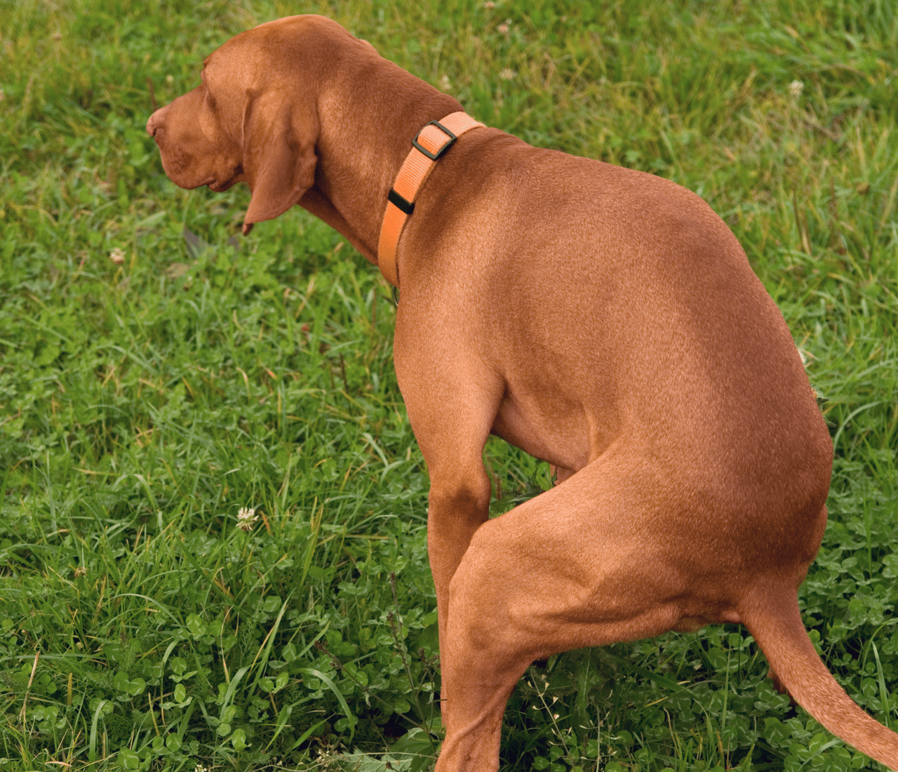 Bleeding Dig Why Is My Dog Bleeding From the Butt? A Guide to Causes and Care