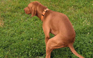Why Is My Dog Bleeding From the Butt? A Guide to Causes and Care
