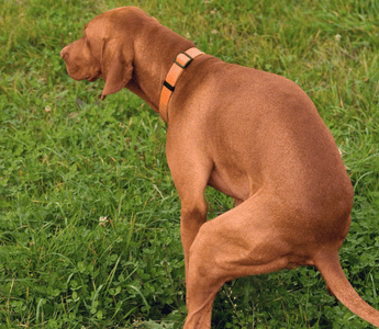 Why Is My Dog Bleeding From the Butt? A Guide to Causes and Care