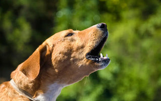 9 Possible Reasons Why Your Dog is Coughing