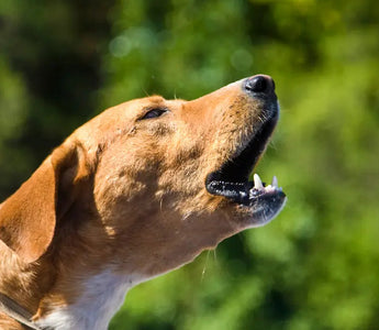 9 Possible Reasons Why Your Dog is Coughing