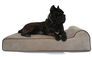 Bully Beds Voted Best High End Dog Bed by EZvid Wiki