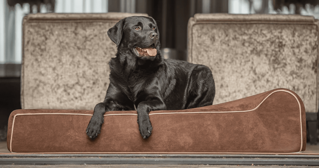 How To Pick Out Large Dog Beds for Large Breed Dogs