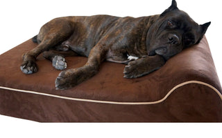 Orthopedic vs Regular Dog Beds: What's the Difference?