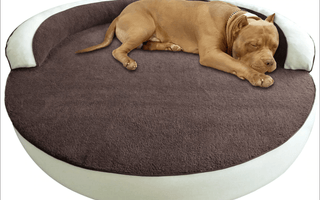 How to Make Your Dog Sleep Better At Night?