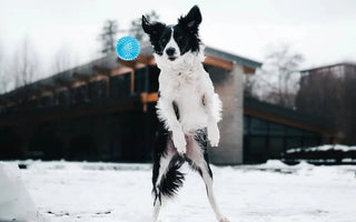 How Cold is Too Cold For Dogs