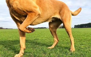 Muscle Atrophy in Dogs: What is it and Possible Treatment Options