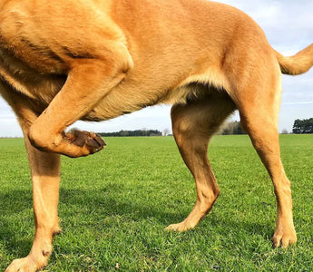 Muscle Atrophy in Dogs: What is it and Possible Treatment Options