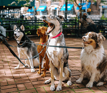 How to Train the Most Obedient Dog: Proven Tips for Success