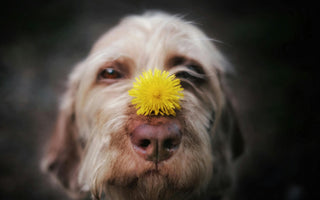 Does My Dog Have Seasonal Allergies? 5 Red Flags to Watch For