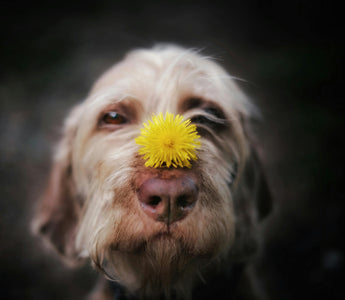 Does My Dog Have Seasonal Allergies? 5 Red Flags to Watch For