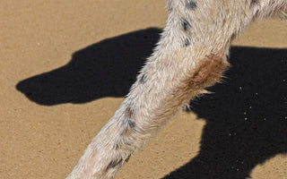 Dog Calluses: Causes, Prevention and When to Worry