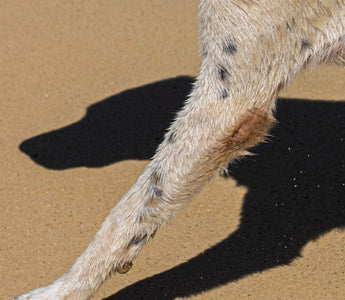 Dog Calluses: Causes, Prevention and When to Worry