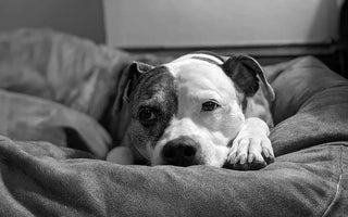 Best Dog Beds for Chewers and Destructive Dogs