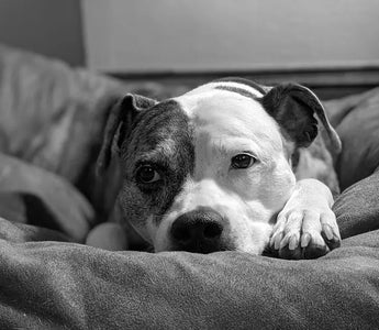 Best Dog Beds for Chewers and Destructive Dogs