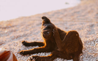 13 Safe Home Remedies for Your Dog’s Itchy Skin