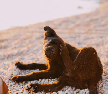 13 Safe Home Remedies for Your Dog’s Itchy Skin