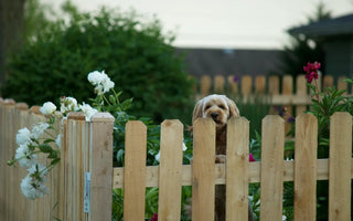 10 Tips to Help Keep Your Dog Out of Your Garden