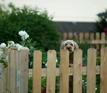 10 Tips to Help Keep Your Dog Out of Your Garden