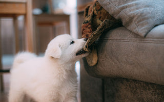 Puppy Teething: What to Expect and How to Survive It