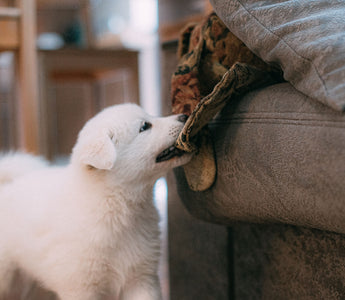 Puppy Teething: What to Expect and How to Survive It