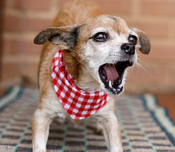 6 Easy Ways To Get Your Dog To Stop Barking