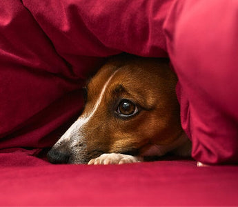 7 Signs Your Dog Has Anxiety and How to Help