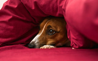 7 Signs Your Dog Has Anxiety and How to Help
