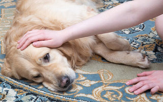 How To Tell if Your Dog Has Worms: 7 Easy Signs