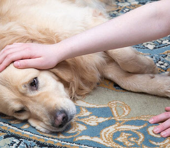 How To Tell if Your Dog Has Worms: 7 Easy Signs