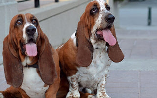 6 Best Soothing Home Remedies for Dog Ear Infections